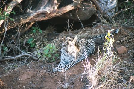 Mara Conservancy Lodge