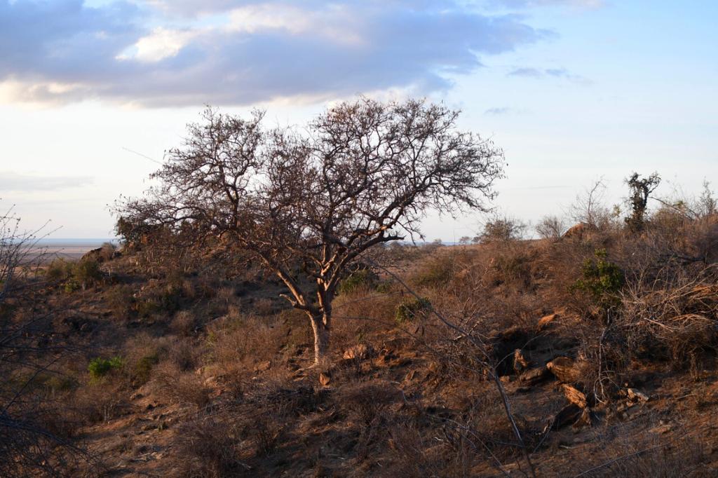 Amboseli Acacia House